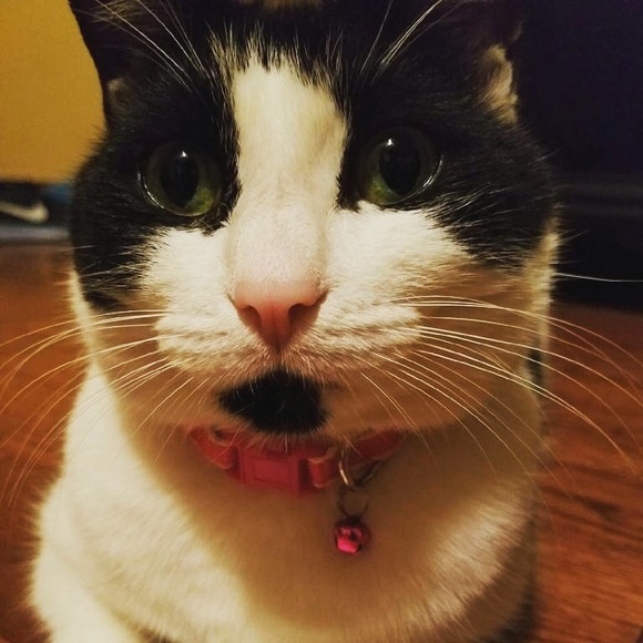 Meet your Posher, Angie - Picture 2 of 2